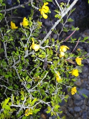 Chamaecrista greggii