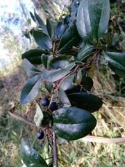 Berberis glaucocarpa
