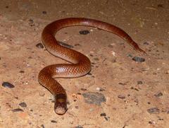 Brachyurophis australis