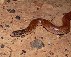 Brachyurophis australis