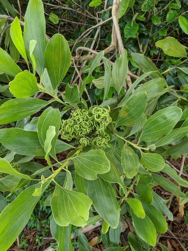Acacia mangium observed 2020-04-07