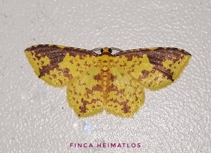 Eois heliadaria