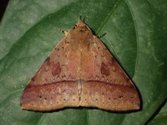 Ugia serrilinea
