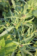 Atriplex intracontinentalis