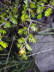 Chamaecrista greggii