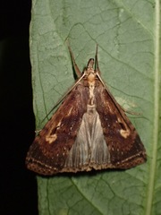 Stictogargetta lithosidia