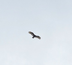 Cathartes aura
