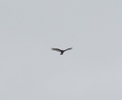 Cathartes aura