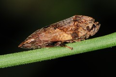 Lepyronia