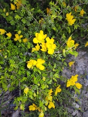 Chamaecrista greggii