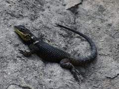 Sceloporus oberon