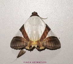 Eulepidotis fantissima