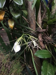 Brassavola