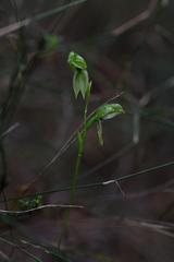 Pterostylis longifolia