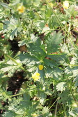Potentilla drummondii