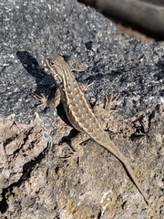 Sceloporus cowlesi