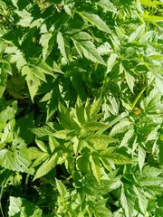 Chaerophyllum aromaticum