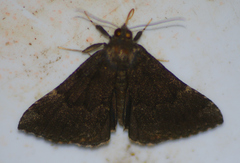 Hypena sordidula