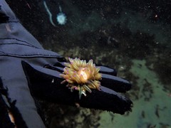Heteractis