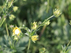 Potentilla drummondii
