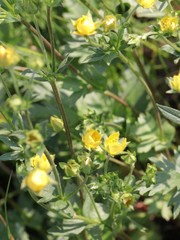 Potentilla drummondii