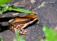 Hydrophylax bahuvistara