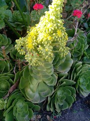 Aeonium arboreum