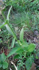 Veronica orchidea