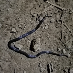 Atractus