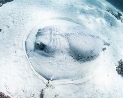 Porcupine Ray photo 5