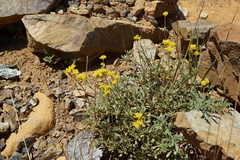 Eriogonum congdonii