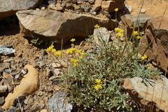 Eriogonum congdonii