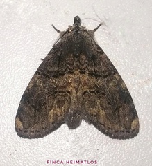 Lusura