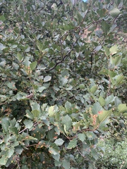 Crataegus succulenta