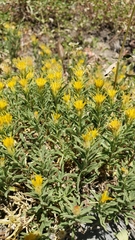 Ericameria suffruticosa