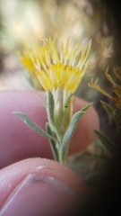Ericameria suffruticosa