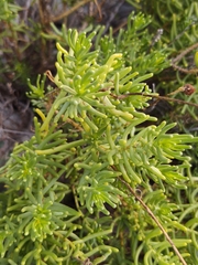 Varilla texana