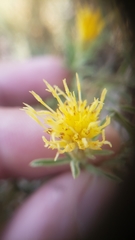 Ericameria suffruticosa