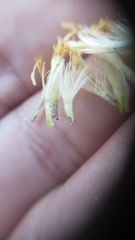 Ericameria suffruticosa