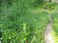 Rudbeckia occidentalis