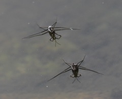 Trepobates subnitidus