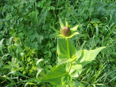 Rudbeckia occidentalis