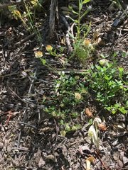 Trifolium cyathiferum