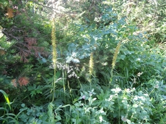 Pedicularis bracteosa