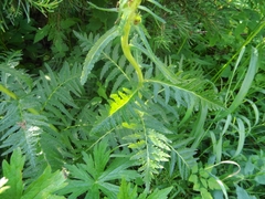 Pedicularis bracteosa