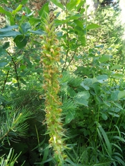 Pedicularis bracteosa