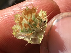 Trifolium cyathiferum