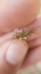 Allophyllum capillare