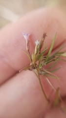 Allophyllum capillare