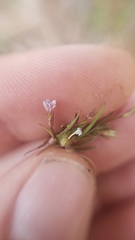 Allophyllum capillare